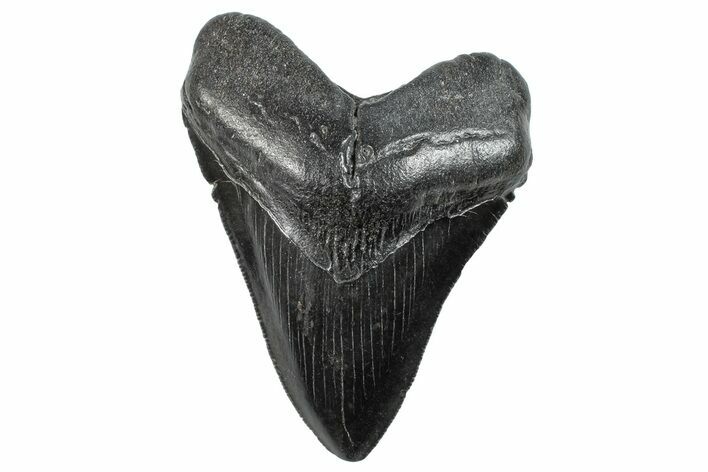 Serrated, Fossil Megalodon Tooth - South Carolina #288198